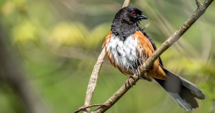 Eastern Towhee